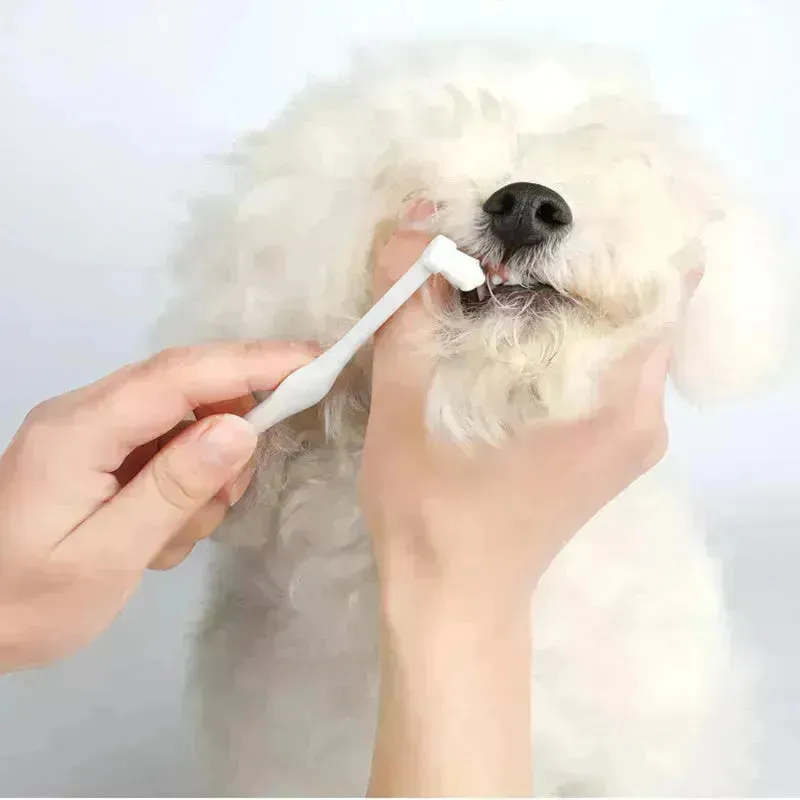 Buy 3pcs Pet Oral Care Kit Dog Cat Dental Care